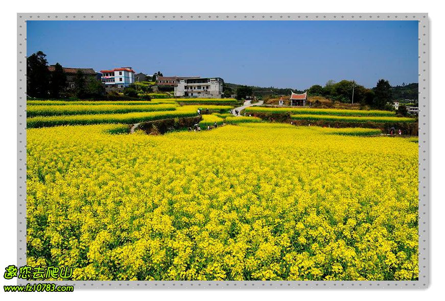 精彩瞬间-3月10日莆田南少林寺坪盘村油菜花一