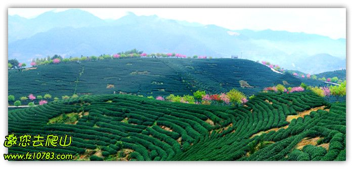 周末活动-3月7-8日漳平永福樱花园-连城冠豸山