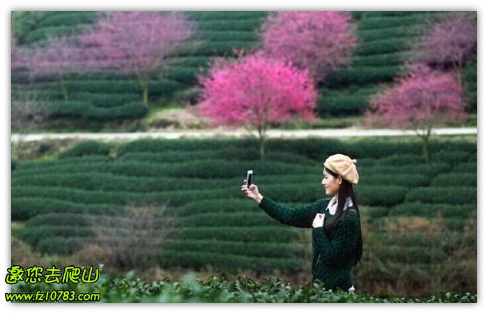 周末活动-3月7-8日漳平永福樱花园-连城冠豸山